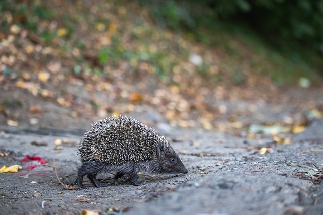 林籃網的對 林籃網的對